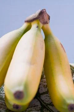 Plantains (close-up) Stock Photos