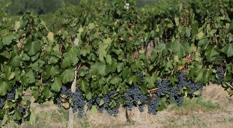 Plantaion of red grapes Foto stock