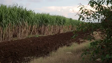 The plantaion of sugar cane Stock Footage 77284706