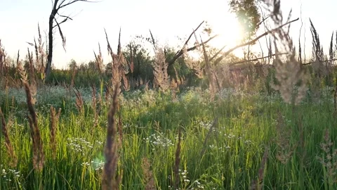 PlantAnthoxanthumSun Stock Footage 139400574