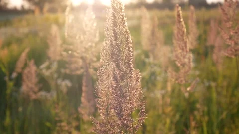 PlantAnthoxanthumSunWind Stock Footage 139400585