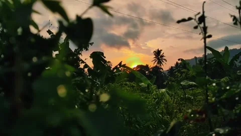 Plantation in the afternoon Video stock 244979901