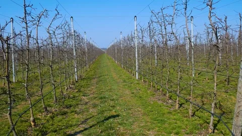 Plantation of apple trees in early spring. Stock Footage 263339907