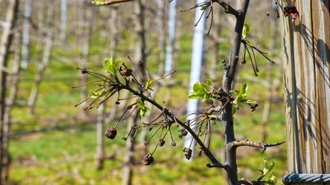 Plantation of apple trees in early spring. Stock Footage 263340096
