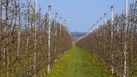 Plantation of apple trees in early spring. Stock Footage 263340148