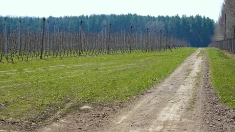 Plantation of apple trees in early spring. Stock Footage 263340150