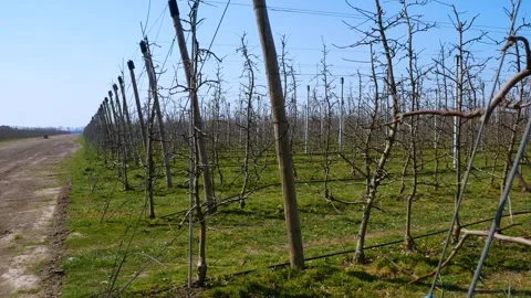 Plantation of apple trees in early spring. Stock Footage 263340159