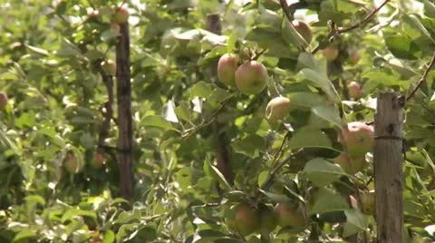 Plantation With Apple Trees Stock Footage 11409683