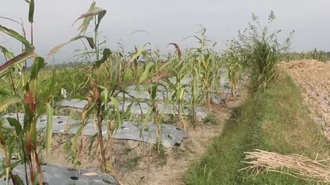 Plantation areas and corn fields Stock Footage 243282649