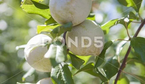 Plantation of black gold plums ~ Premium Photo #247443149