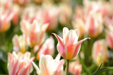 Plantation of blooming tulips Foto stock