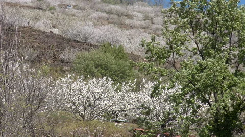 Plantation of cherry trees spreading across the the slope Stock Footage 49054440
