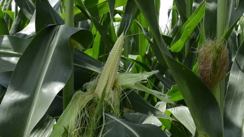 Plantation of corn Видео 112789385