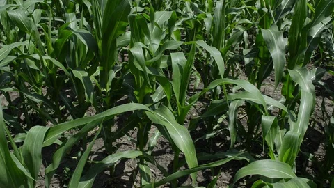 Plantation of corn Stock-Footage 114428272