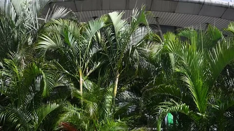 Plantation of date palms Stock Footage 228604634
