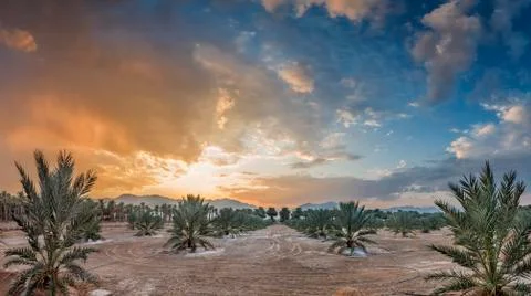 Plantation of date palms Stock Photos