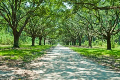 Plantation drive Stock Photos