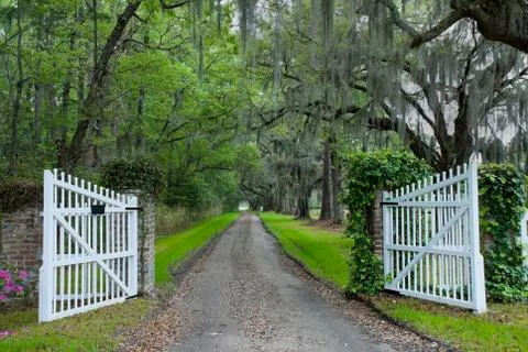 Plantation drive Stock Photos