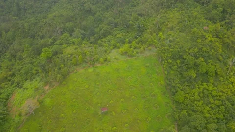 Plantation on the edge of the Gorge Video stock 239245755