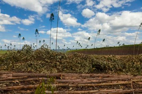 Plantation of eucalyptus tree Stock Photos