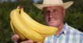 Plantation Farmer Showing Bunch Ripe Bananas Fruits Man Checking Offer Close Up 4k or 4k+ Resolution