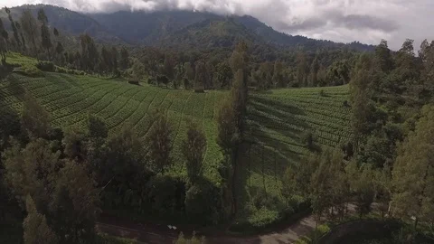 Plantation at the foot of the mountain Stock Footage 129731317