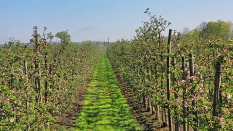 Plantation Stock Footage 142057892