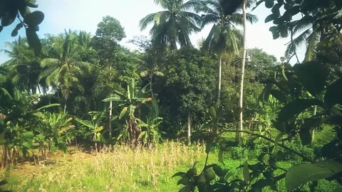 Plantation Stock Footage 169331489