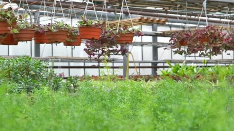 Plantation Stock Footage 221516700