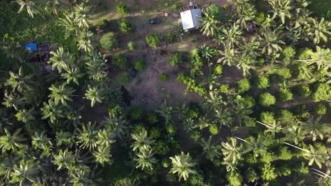 PLANTATION Stock Footage 238590048
