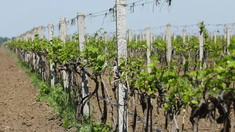 Plantation of grapes in spring Stock Footage 230506414
