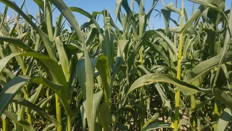 Plantation green corn field. view from the inside, against the sky. Stock Footage 116442012