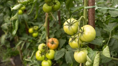 Plantation green tomatoes,unripe greenhouse tomatoes closeup Stock Photos