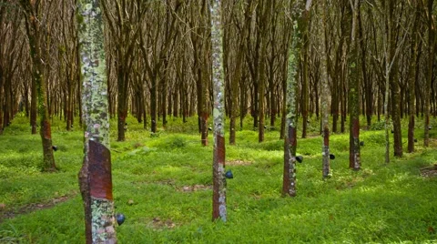 Plantation of hevea trees from an oblique angle 스톡 동영상 44766480
