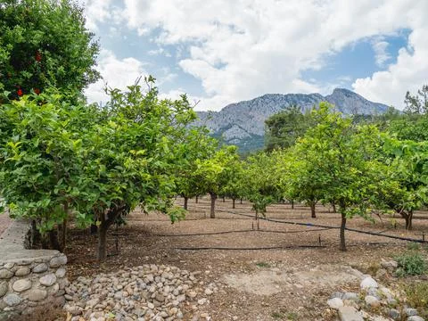 Plantation with irrigation system between fruit trees in Antalya province, Tu Stock Photos