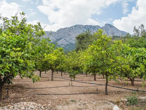 Plantation with irrigation system between fruit trees in Antalya province, .. Stock Photos