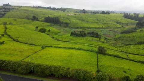 Plantation in kenya Stockbeeldmateriaal 194477086