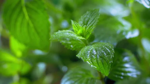 Plantation of mint bushes for aromatherapy. Video stock 142336216