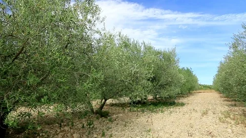 Plantation of olive trees. Stock Footage 121111811