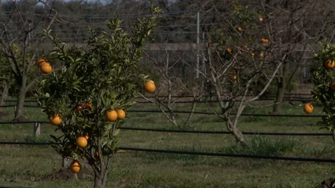 Plantation of orange Stock Footage 79469105