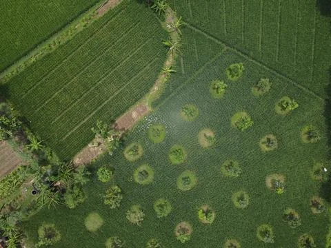 Plantation pattern 库存照片