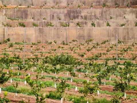 Plantation Pattern With Protective Containers, Land Development With Saplings Stock Photos