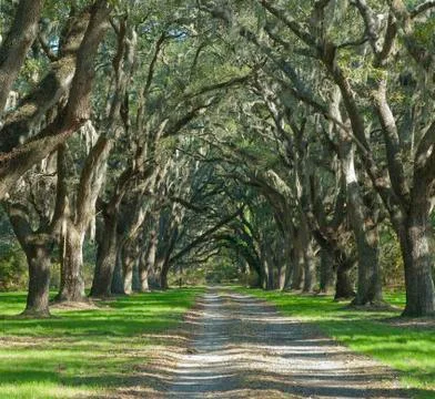 Plantation Foto stock