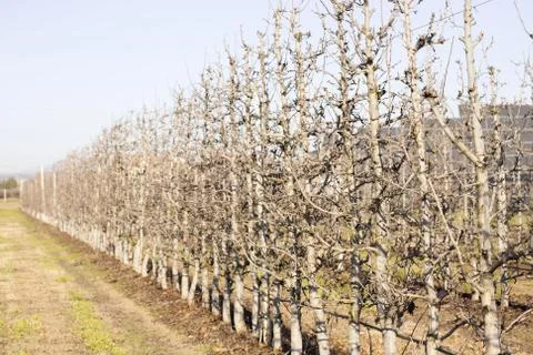Plantation Stock Photos