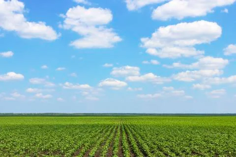 Plantation Stock Photos