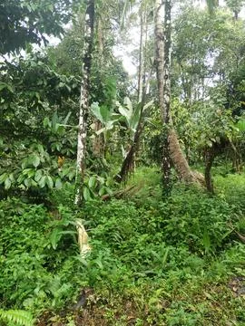 Plantation Stock Photos
