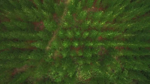 Plantation pine trees from the air directly above Stock Footage 70151653