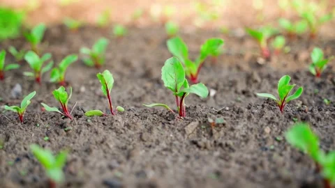 Plantation with red beets close-up with a blurred background. Young leaves of Stock Footage 202320070