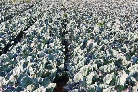 A plantation of ripe cabbage Stock Photos