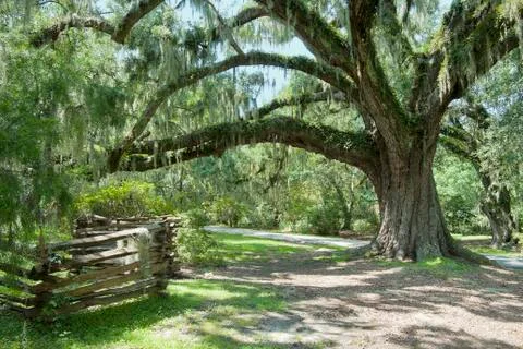 Plantation road Foto stock